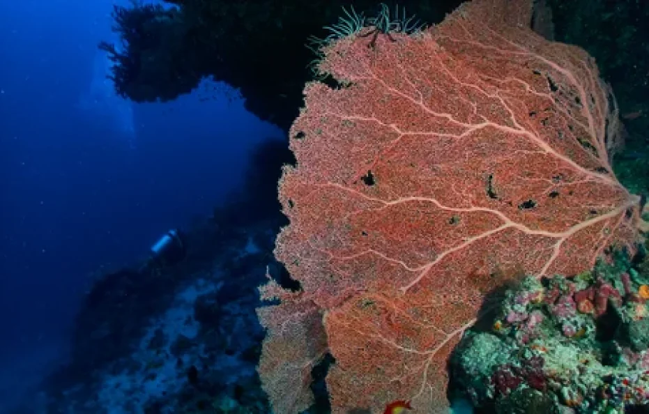 Drift Thelu Veliga Retreat