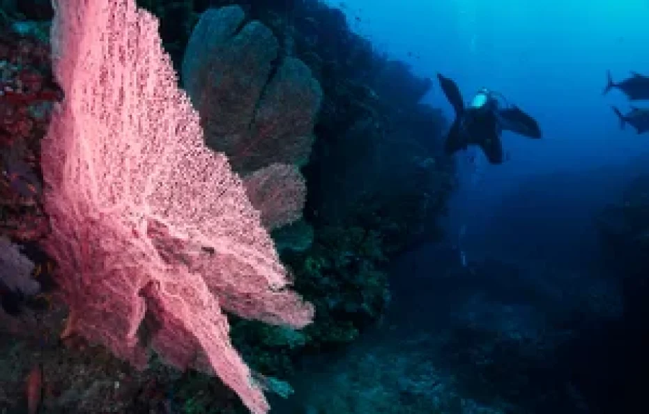 Drift Thelu Veliga Retreat