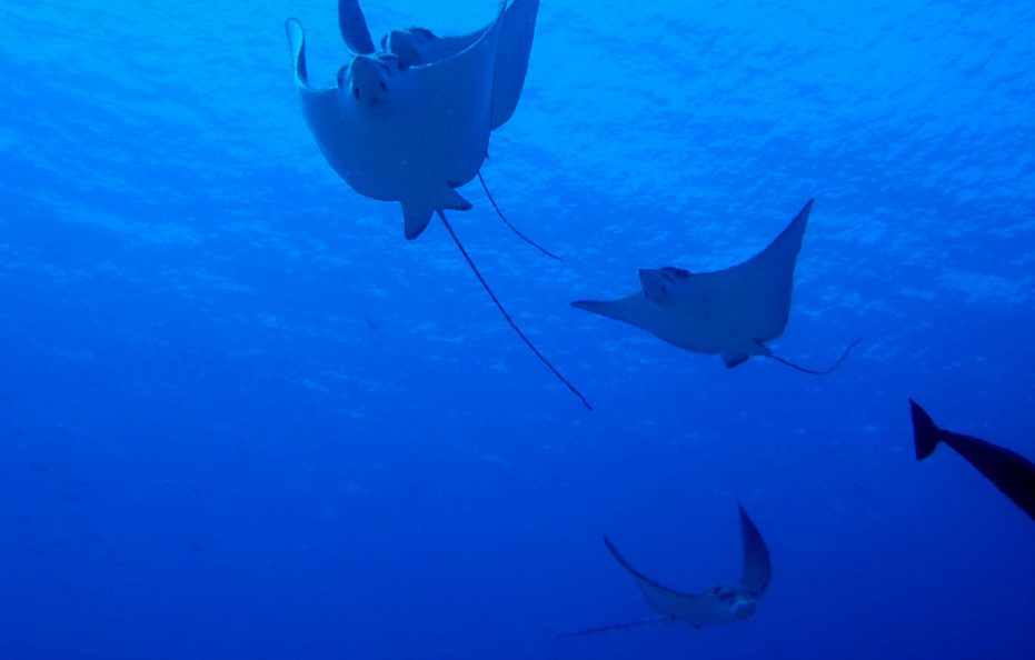 Gangehi Island Resort