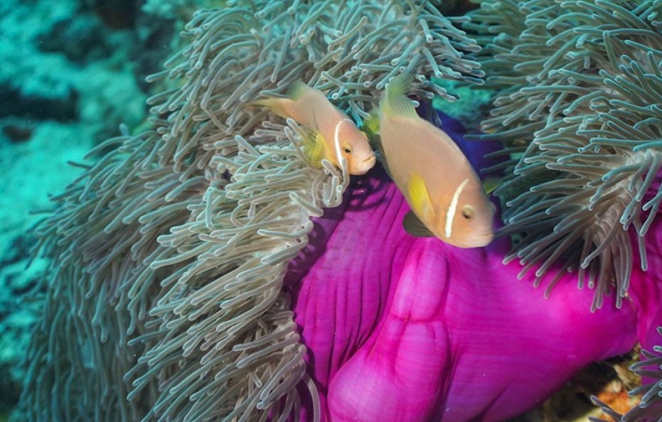 Hondaafushi Island Resort