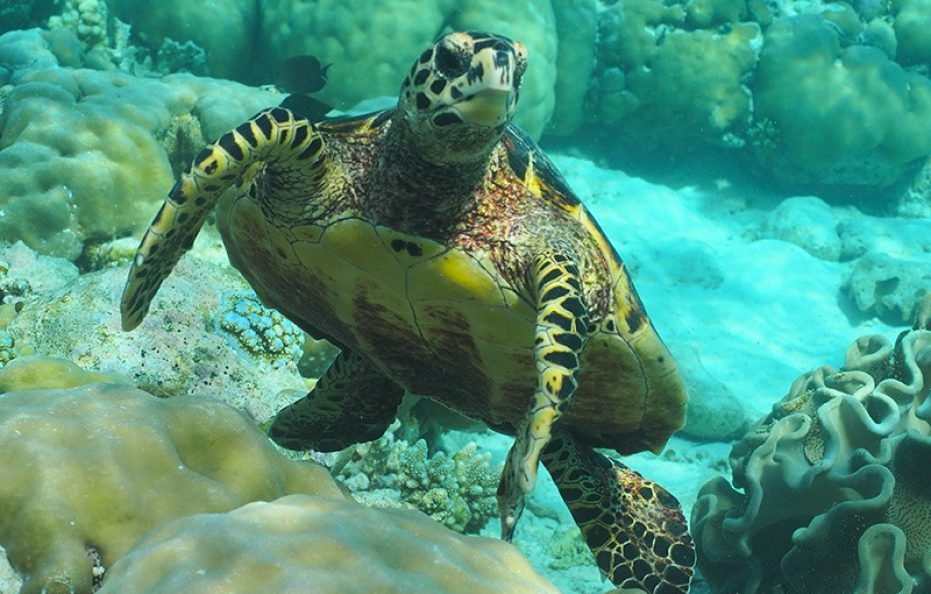 Hondaafushi Island Resort