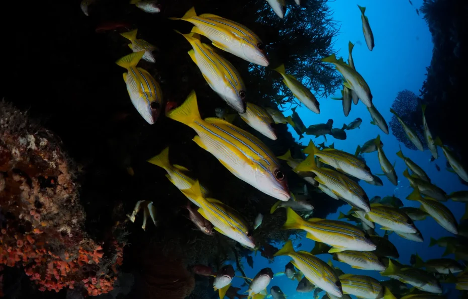 Kagi Maldives Resort & Spa