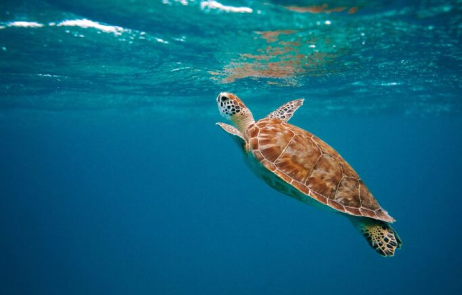 Kuredhivaru Resort and Spa