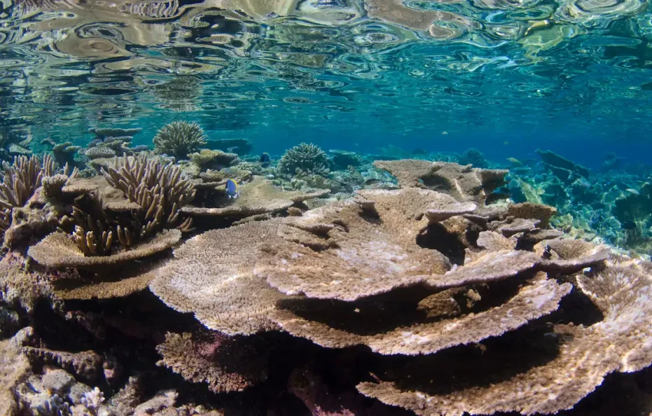 Park Hyatt Maldives Hadahaa