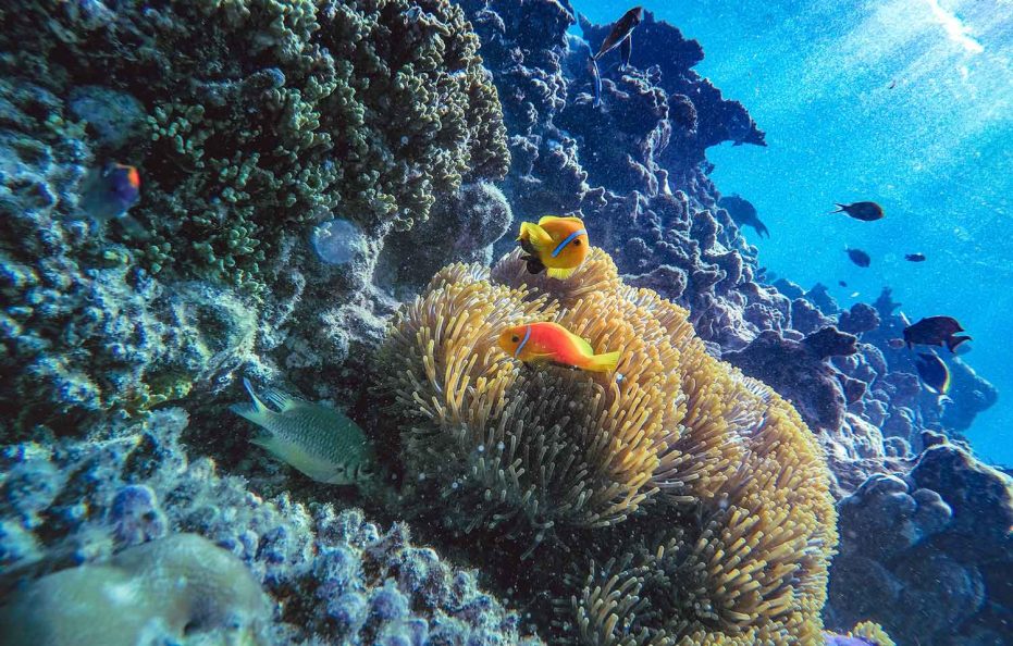 Madifushi Private Island