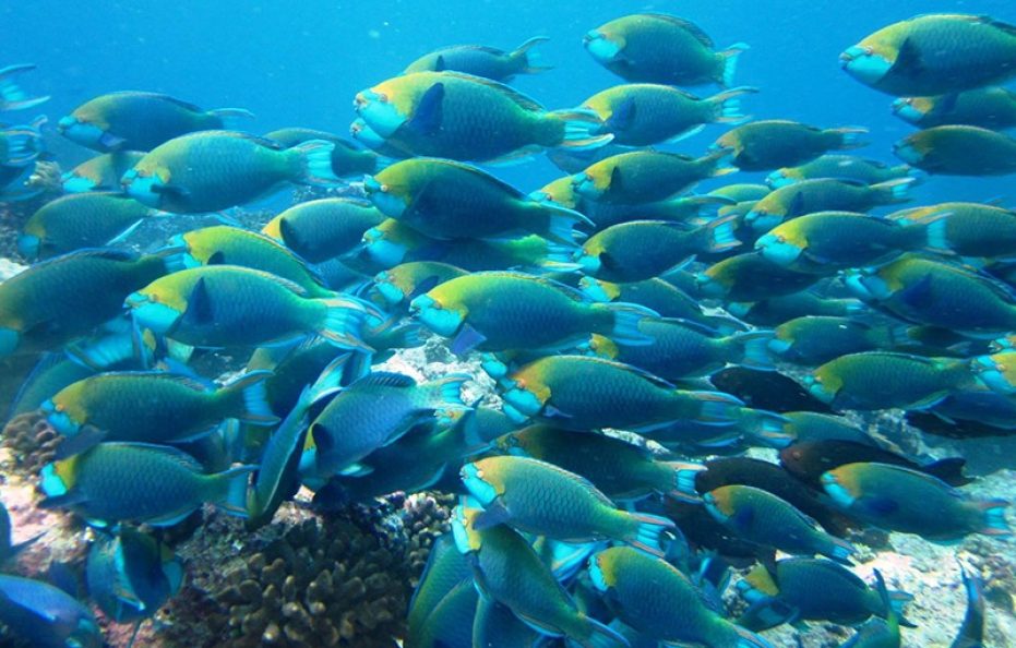 Medhufushi Island Resort