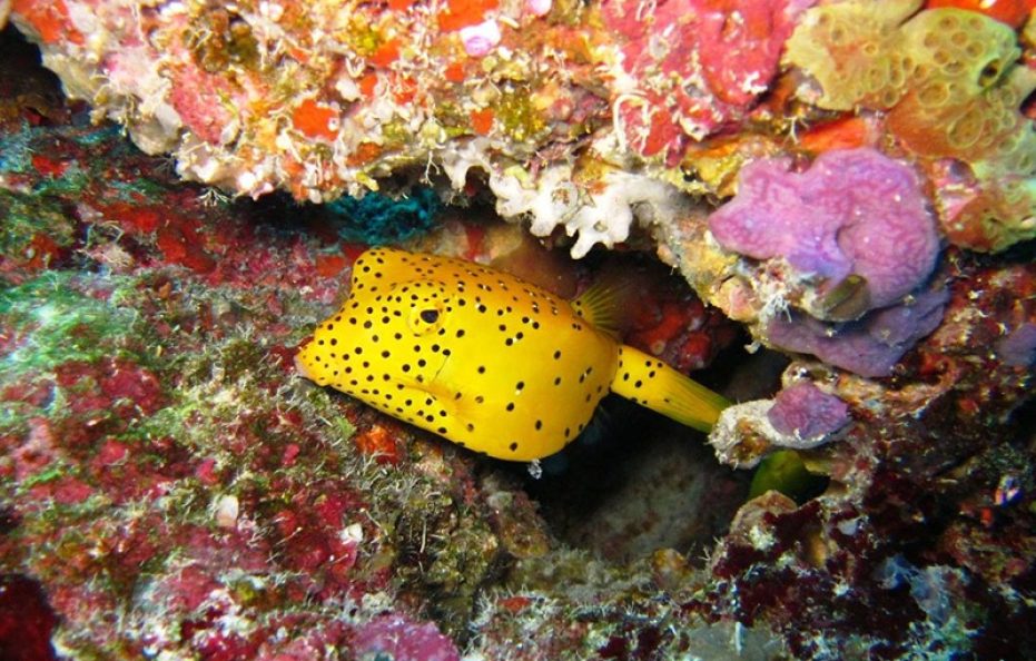 Medhufushi Island Resort