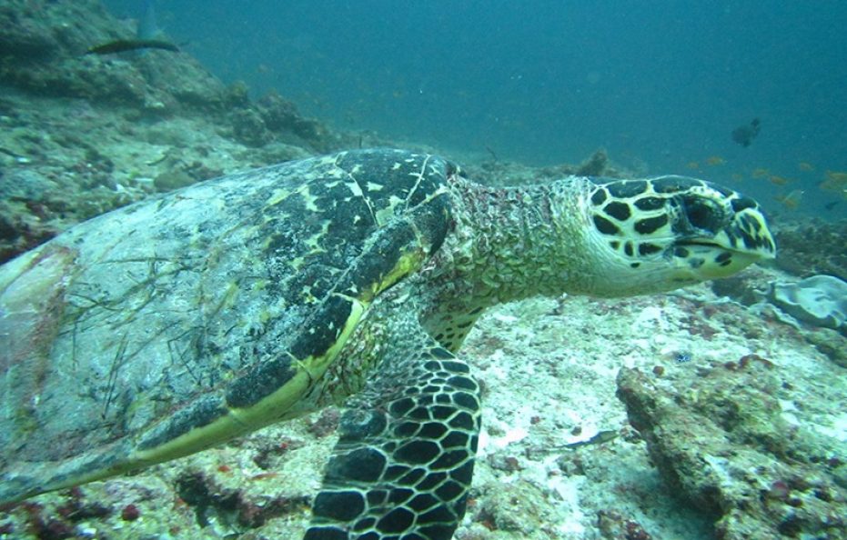 Medhufushi Island Resort