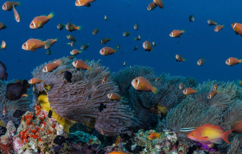 OBLU NATURE Helengeli by SENTIDO