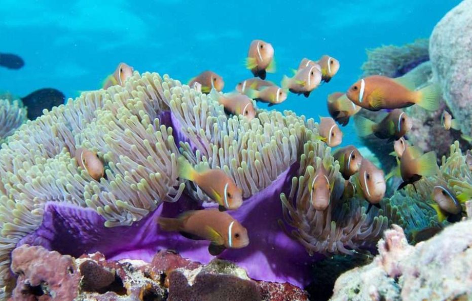 Lily Beach Resort and Spa