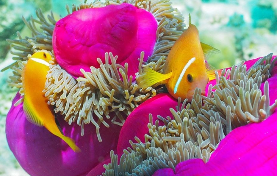 Filitheyo Island Resort