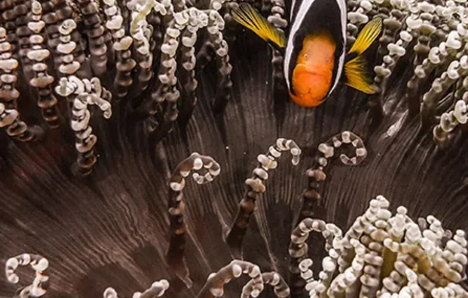 Finolhu, a Seaside Collection Resort