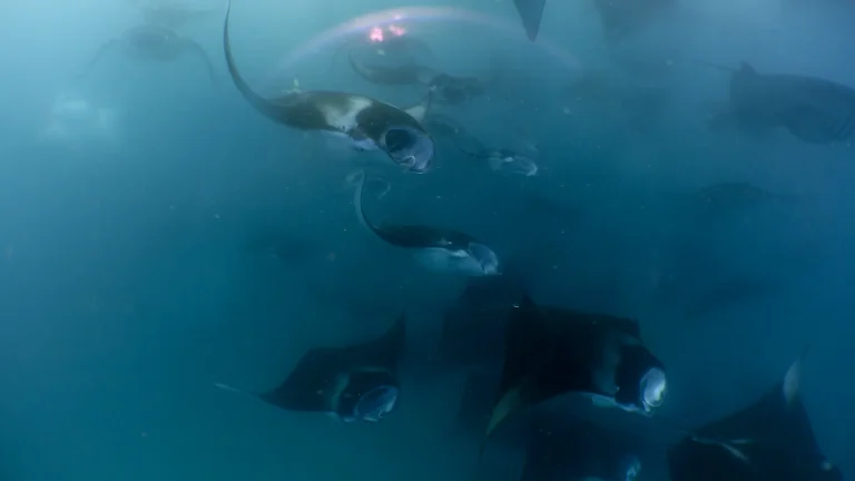 Group of manta rays feeding in blue water in Baa Atoll near Amilla Maldives