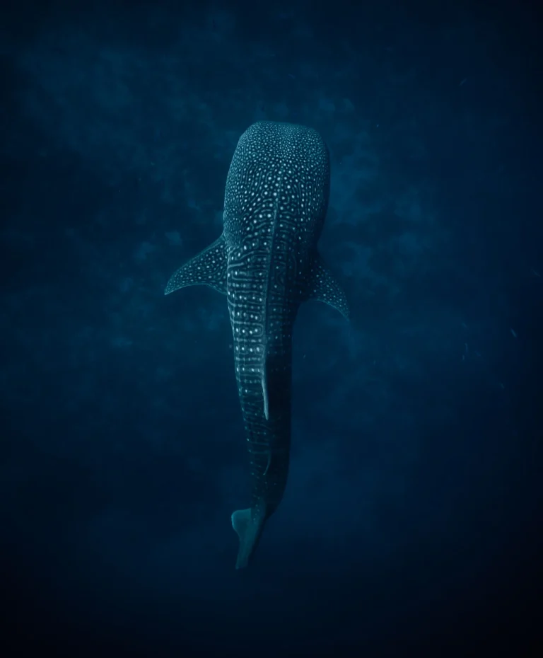 Whale shark swimming in deep blue water seen from above, South Ari Atoll, Maldives