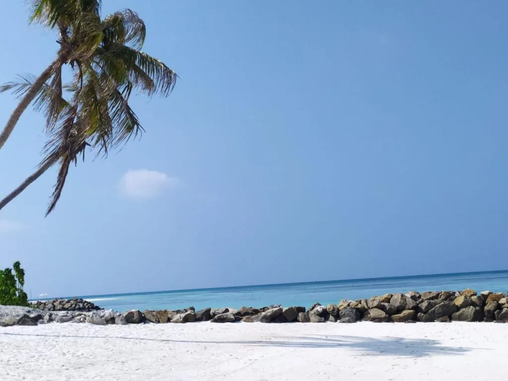 Beach with a palm tree and the ocean at Courtyard Maldives, Huraa, Maldives