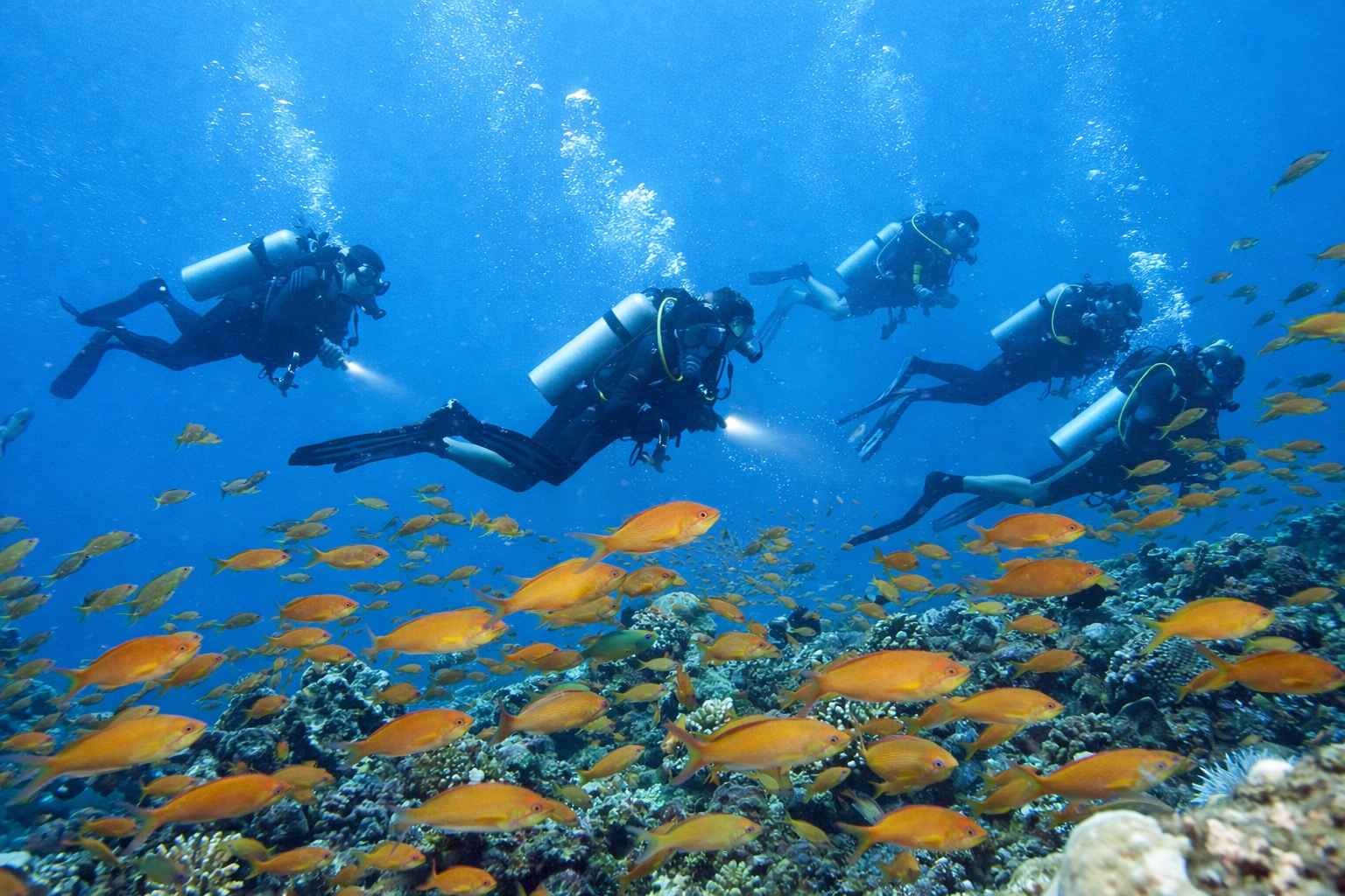 Diving in Maldives:Everything You Need to Know | HolidayVibe Maldives