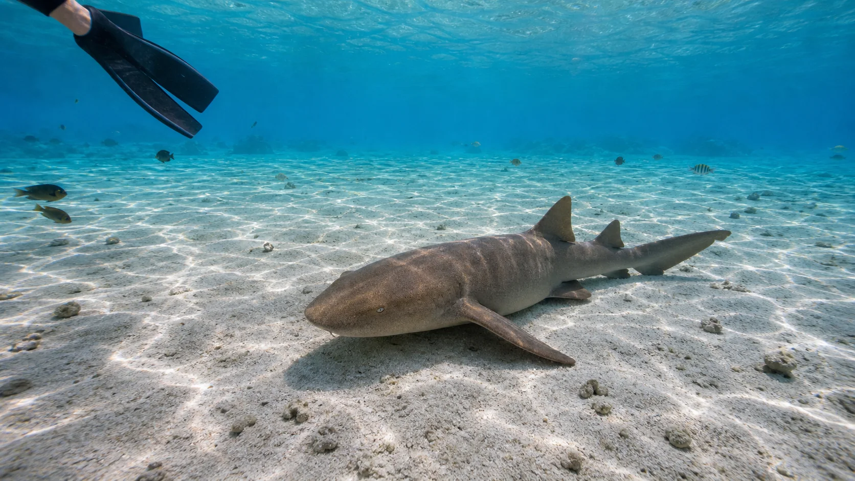 Snorkeller observing a nurse shark at a respectful distance on a Felidhoo excursion, Vaavu Atoll, Maldives