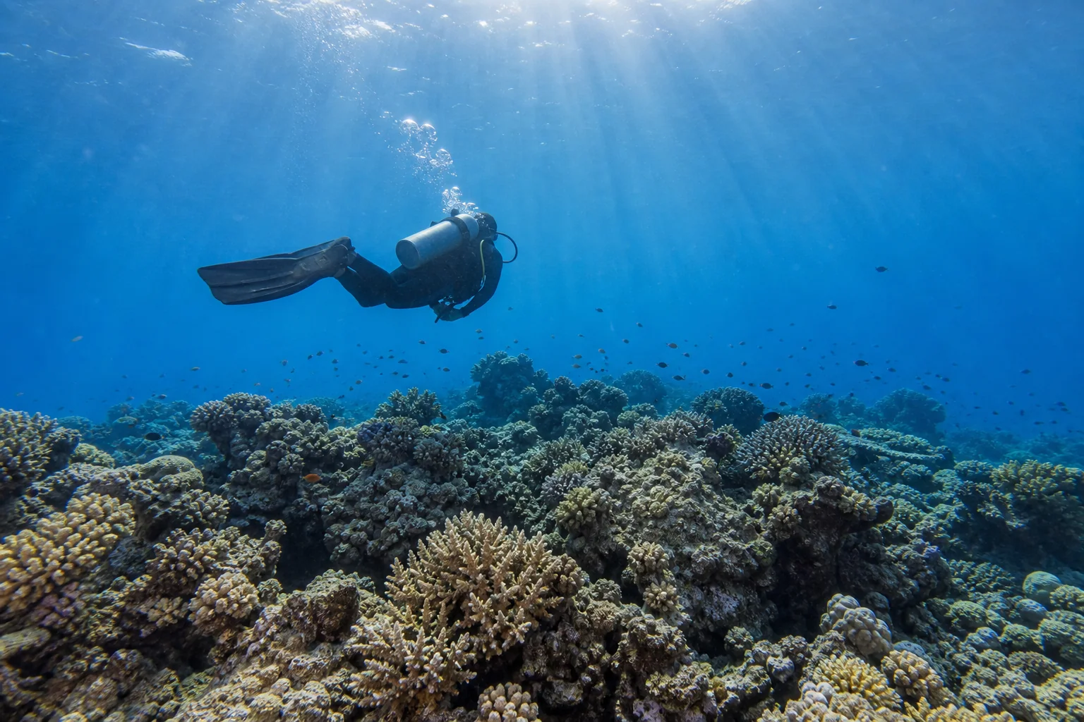 Diver over a coral reef near Fulhadhoo, Baa Atoll