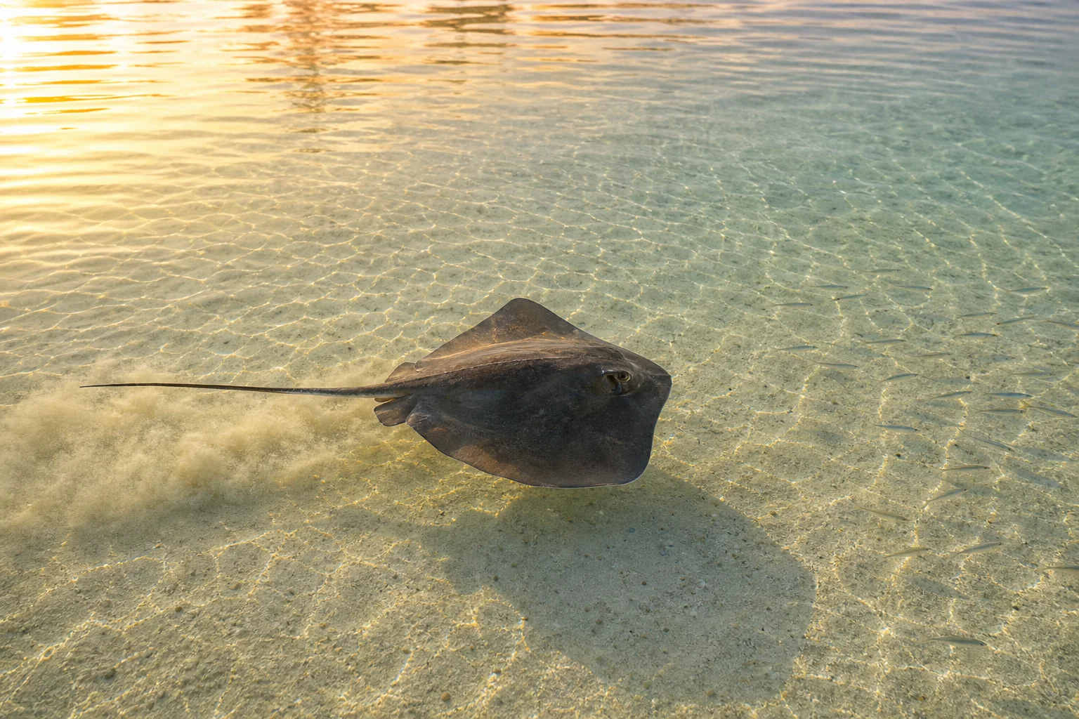 Stingray gliding through the shallow lagoon off Fulhadhoo island at low tide