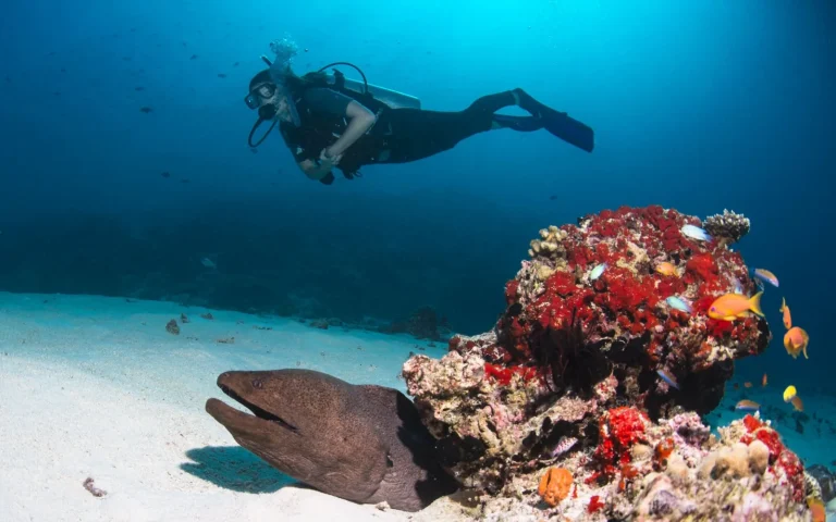 Scuba diver above a coral head with a large moray eel in clear blue water near Gili Lankanfushi, North Malé Atoll
