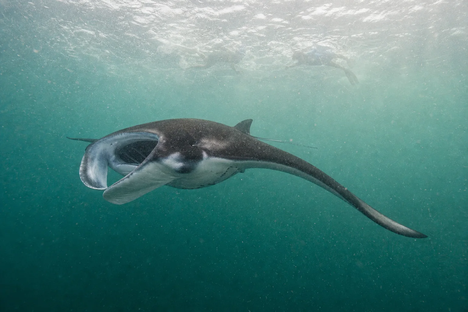 Reef manta ray and snorkellers at Hanifaru Bay, a seasonal excursion from Fulhadhoo, Baa Atoll