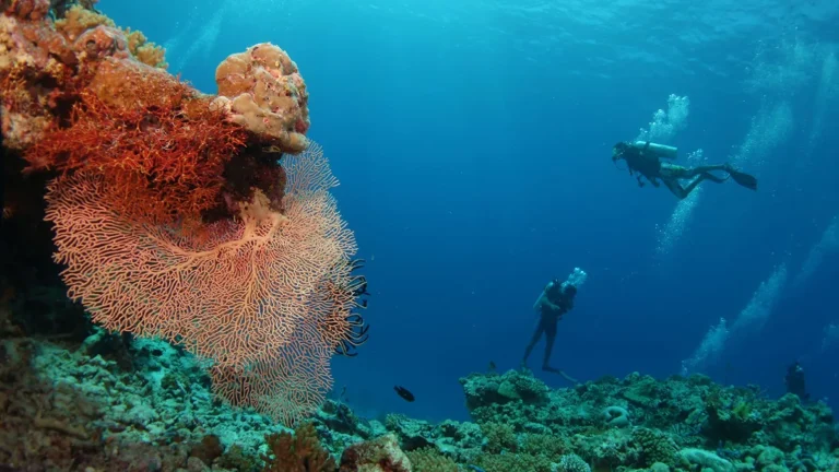 Scuba divers beside a large red sea fan on a reef in Baa Atoll, Maldives