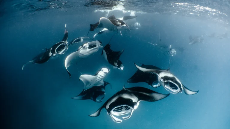 Manta rays feeding at Hanifaru Bay in the Baa Atoll UNESCO Biosphere Reserve, Maldives