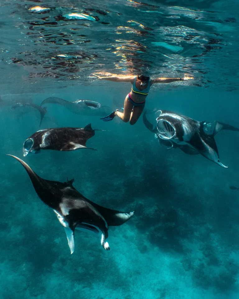Snorkeller above a group of feeding manta rays at Hanifaru Bay, Baa Atoll, Maldives