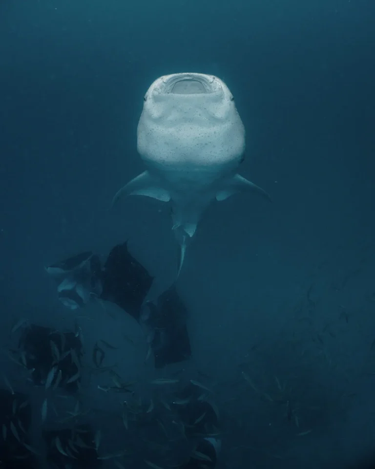 Whale shark feeding with its mouth open in the plankton-rich water of Hanifaru Bay, Baa Atoll