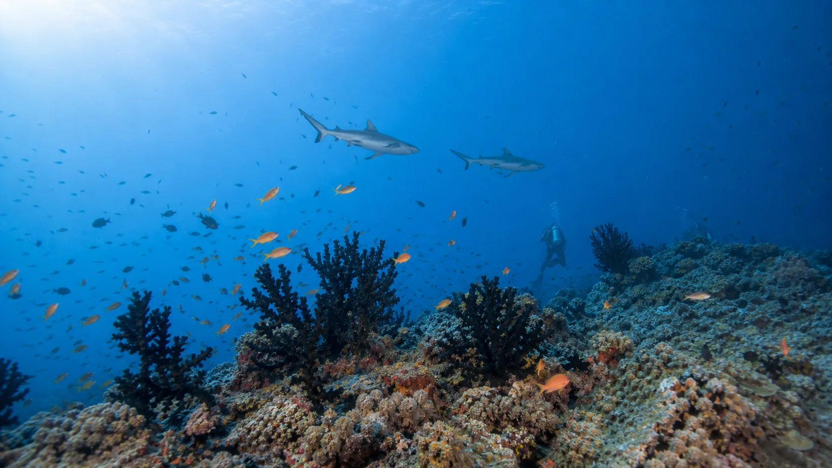 Diver exploring soft coral overhangs at Kandooma Thila dive site, South Malé Atoll, Maldives
