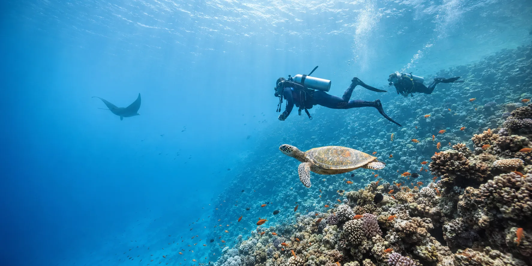 Maldives diving packages hero showing reef divers, a sea turtle and a manta ray above a coral wall