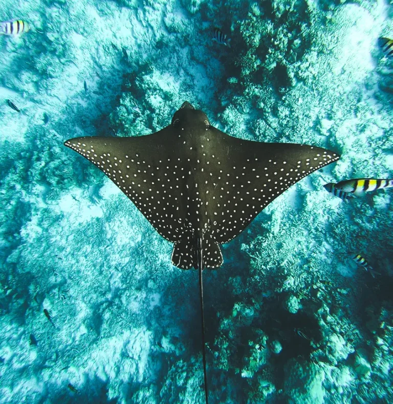 Spotted eagle ray gliding over a coral reef in clear blue water in the Fari Islands, North Malé Atoll