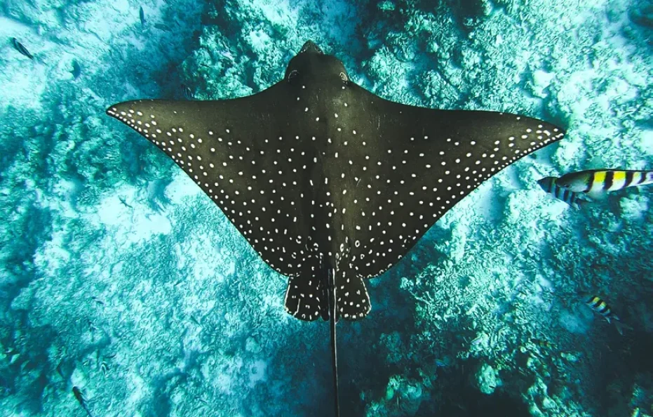 Patina Maldives, Fari Islands