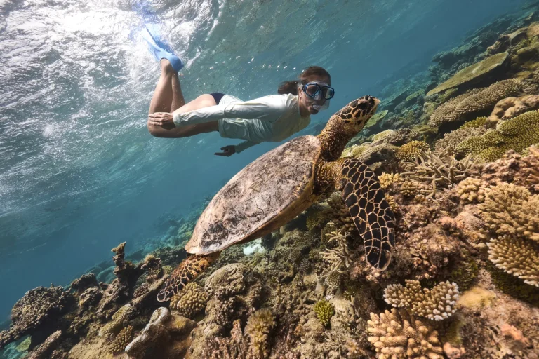 Snorkeller swimming beside a green turtle over hard coral on the reef at Nilaa Coral Island, Gaafu Dhaalu Atoll, southern Maldives