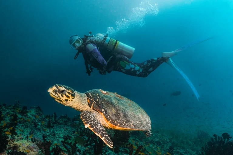 Scuba diver swimming beside a hawksbill turtle over a coral reef near The Ritz-Carlton Maldives, Fari Islands