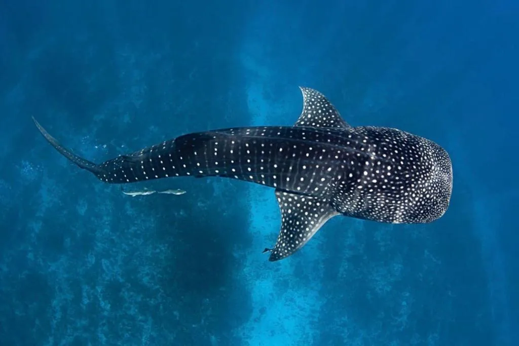 Whale shark swimming with blue-tinged water and a small fish in the background, showing its distinctive spotted pattern at White Tern Maldives, Fenfushi, Maldives